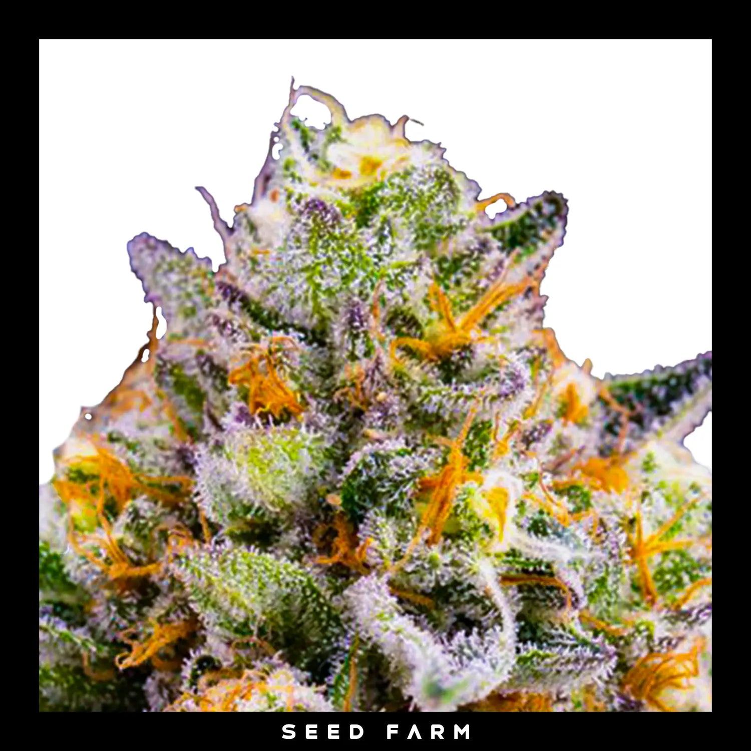 ZOMBIE BRIDE - Feminisierte Cannabis-Samen