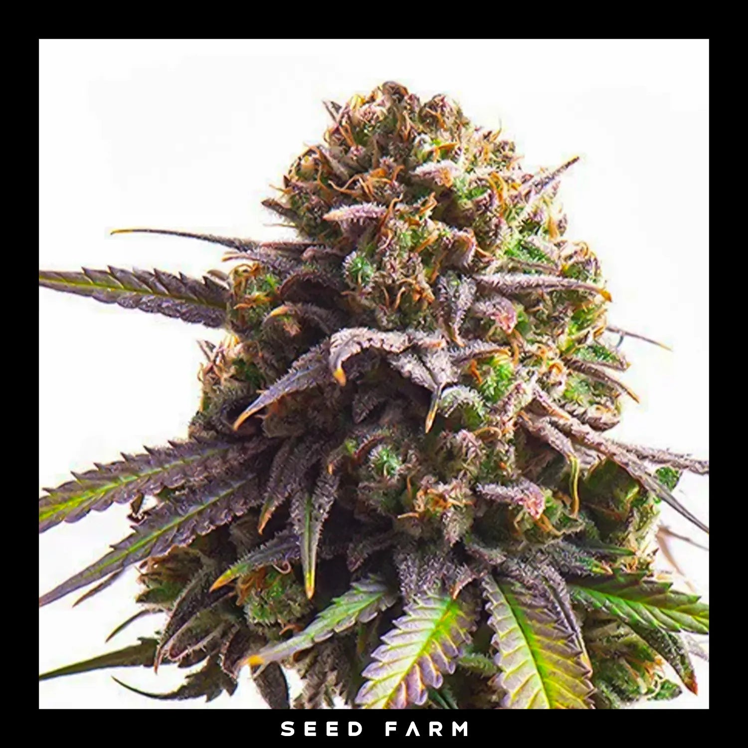 BISCOTTI - Feminisierte Cannabis-Samen