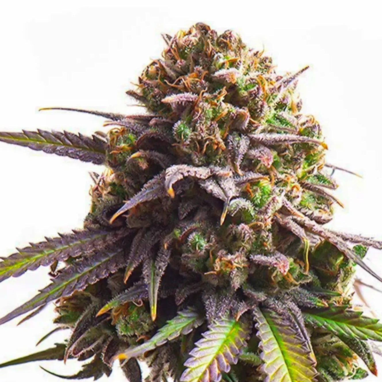 Biscotti fem Cannabis-Pflanze mit harzigen Blüten vor neutralem Hintergrund – Royal Queen Seeds