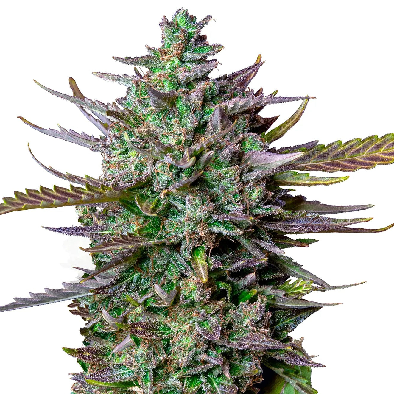 Blue Cheese Auto Cannabis-Pflanze mit harzigen Blüten vor neutralem Hintergrund – Royal Queen Seeds