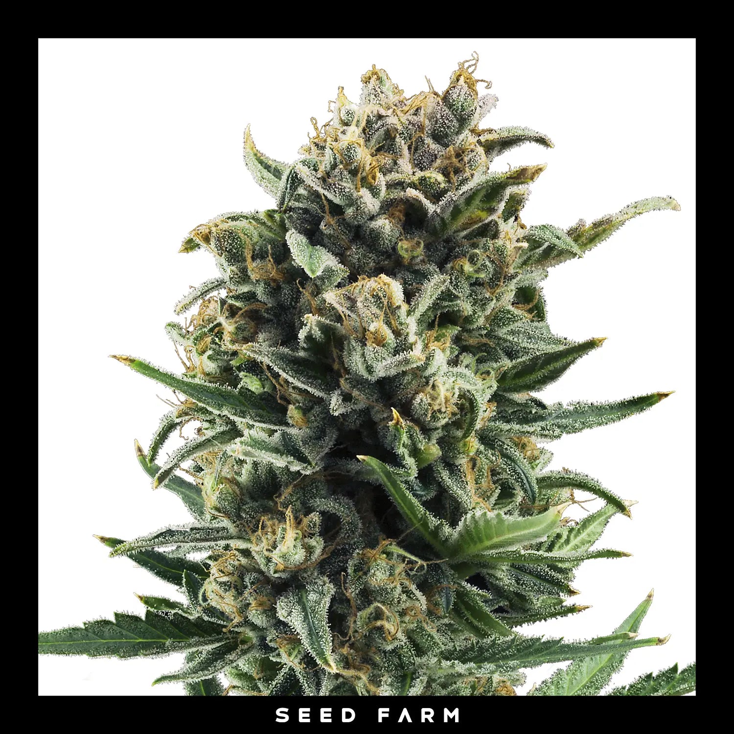 BLUE CHEESE - Feminisierte Cannabis-Samen