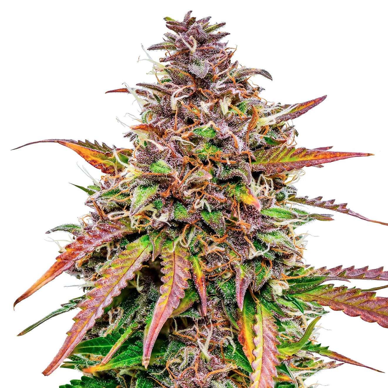 Bubble Kush Automatic Auto Cannabis-Pflanze mit harzigen Blüten vor neutralem Hintergrund – Royal Queen Seeds