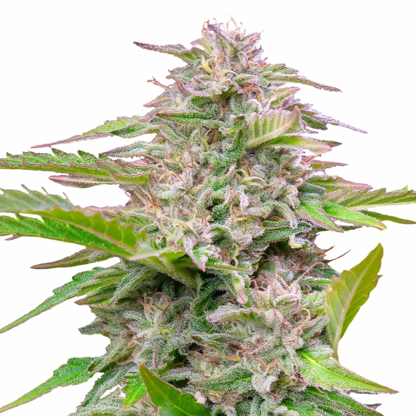 CRITICAL - Feminisierte Cannabis-Samen