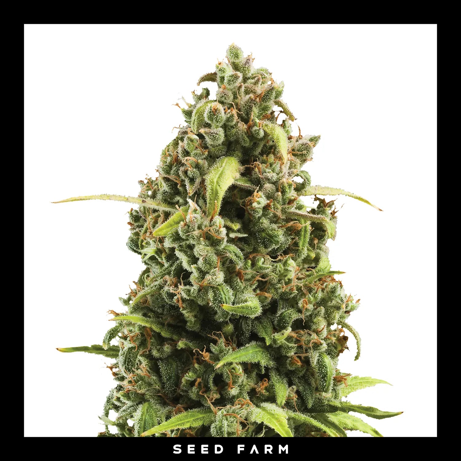 DIESEL - Autoflower Cannabis-Samen
