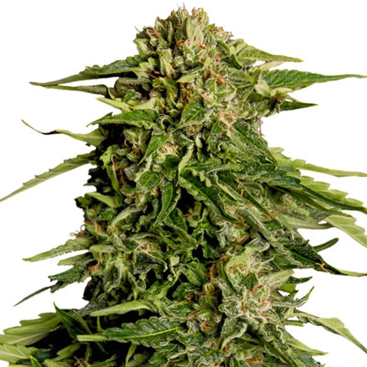 Epsilon F1 Auto Cannabis-Pflanze mit harzigen Blüten vor neutralem Hintergrund – Royal Queen Seeds