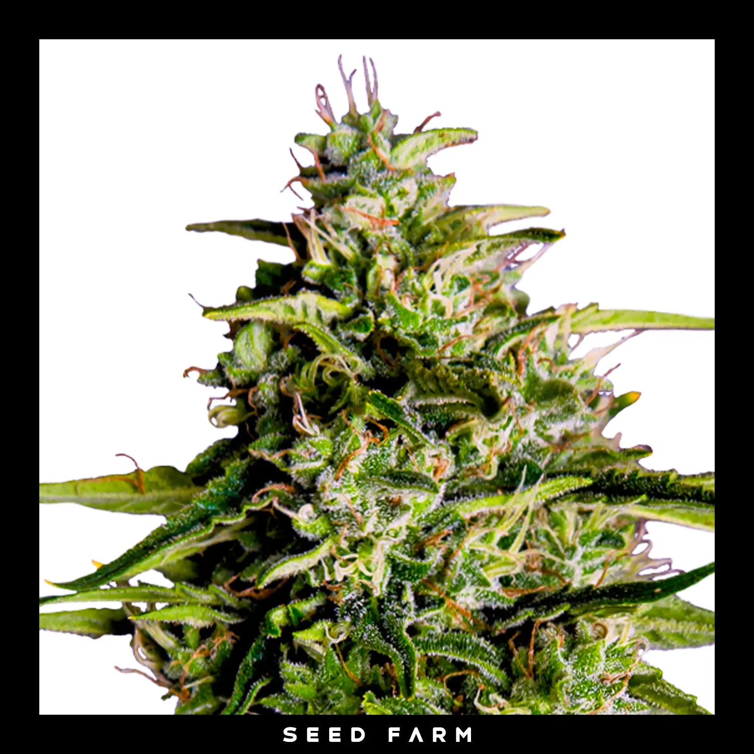 Royal Queen Seeds -  MILKY WAY F1 - Automatic