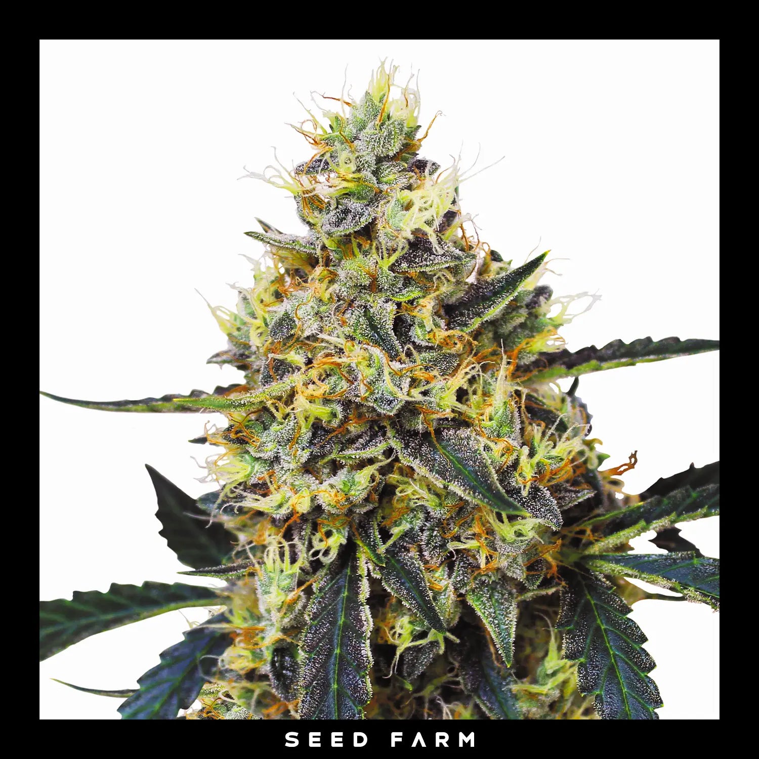 MIMOSA - Feminisierte Cannabis-Samen