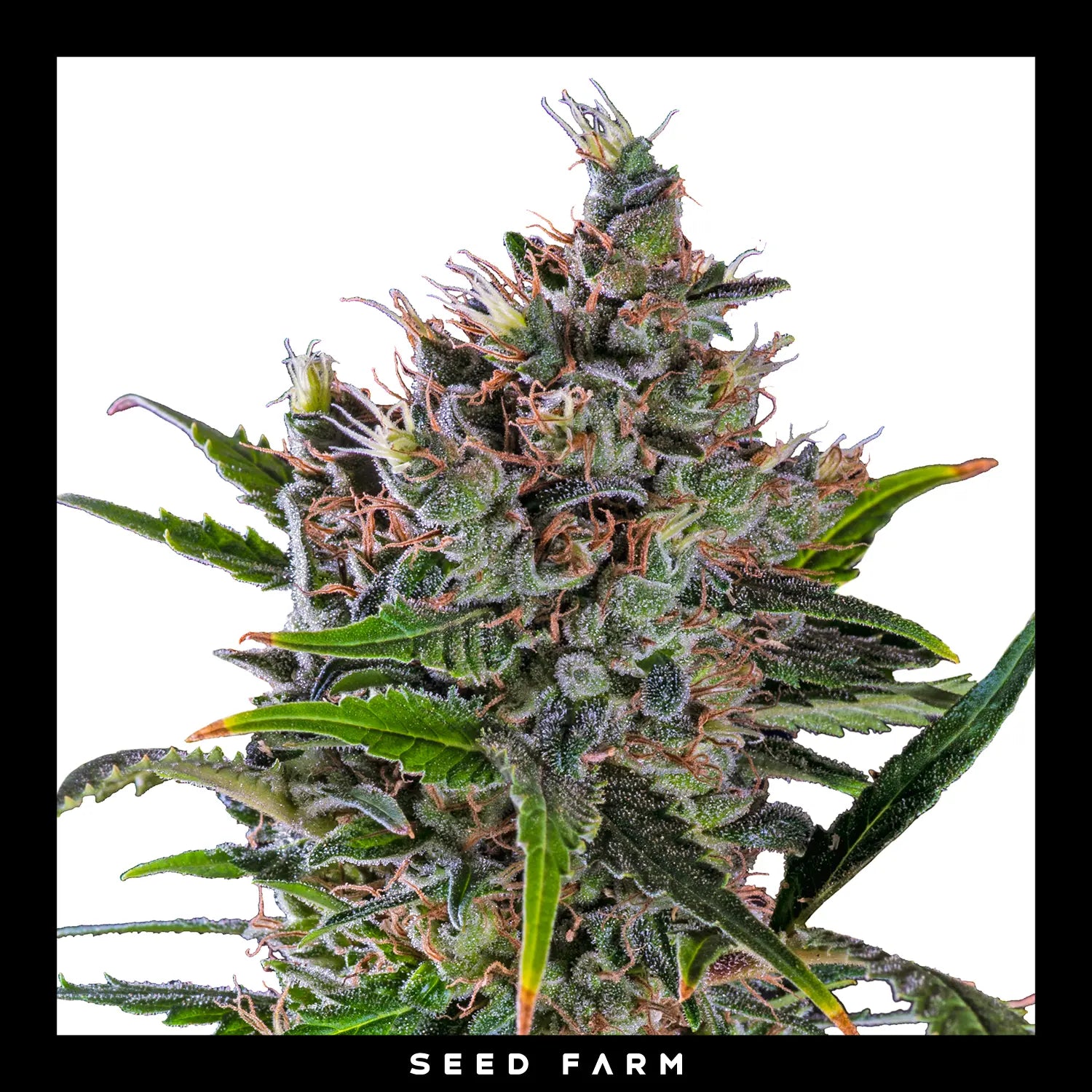 NORTH THUNDERFUCK - Feminisierte Cannabis-Samen