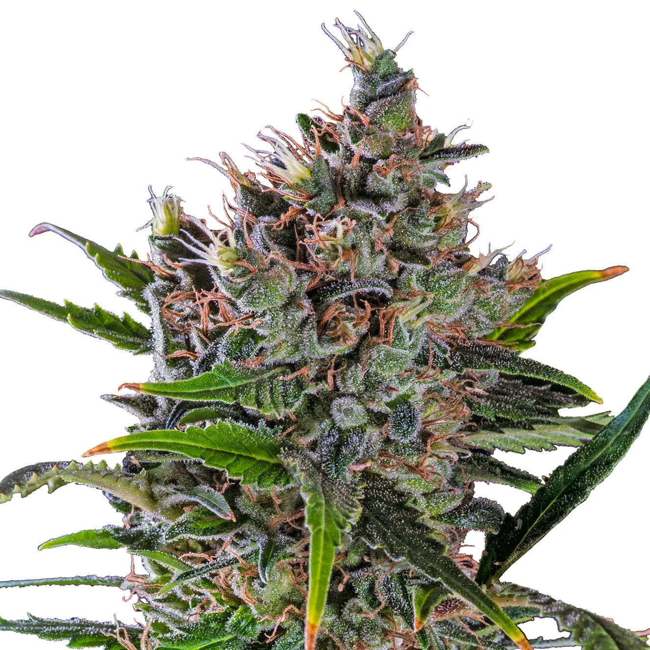 North Thunderfuck fem Cannabis-Pflanze mit harzigen Blüten vor neutralem Hintergrund – Royal Queen Seeds