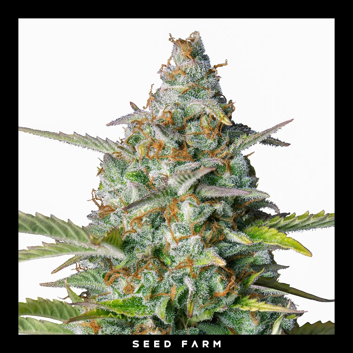 NORTHERN LIGHT - Autoflower Cannabis-Samen