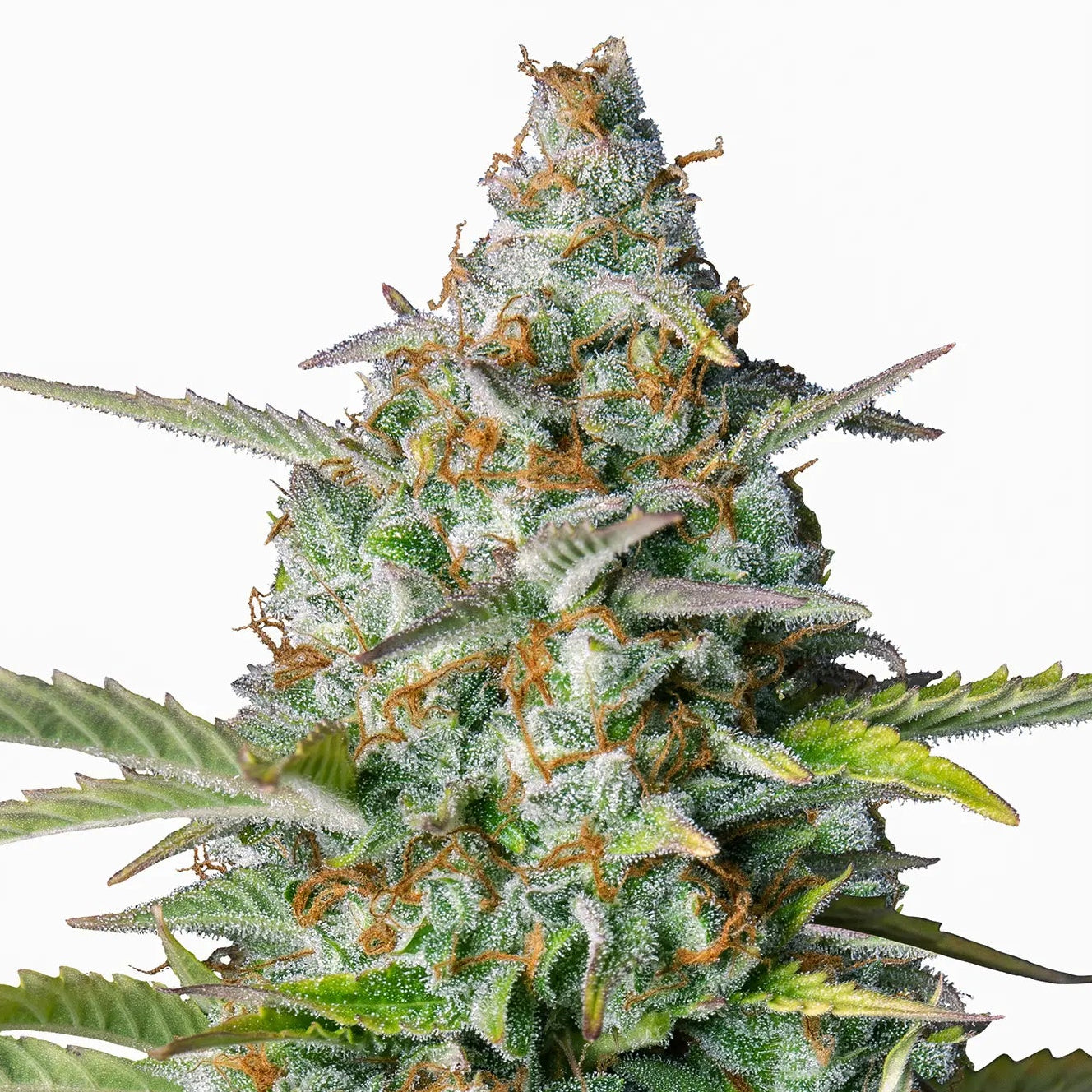 Northern Light Auto Cannabis-Pflanze mit harzigen Blüten vor neutralem Hintergrund – Royal Queen Seeds