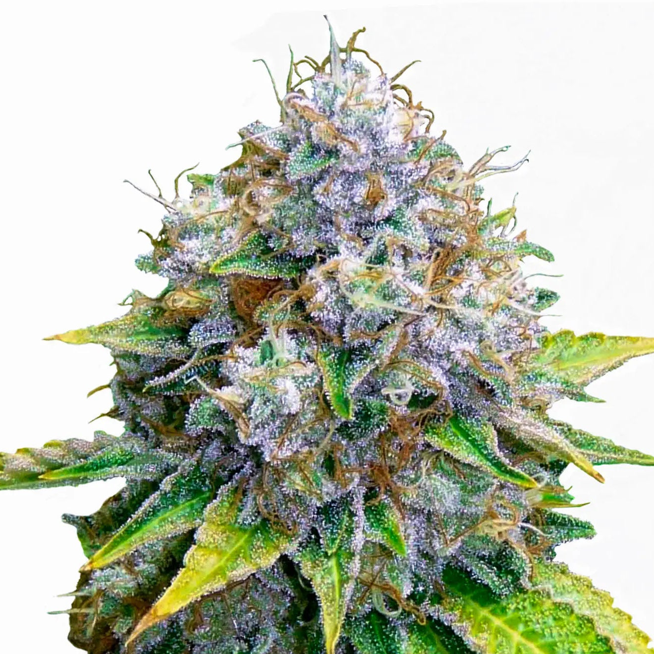 OG Kush fem Cannabis-Pflanze mit harzigen Blüten vor neutralem Hintergrund – Royal Queen Seeds