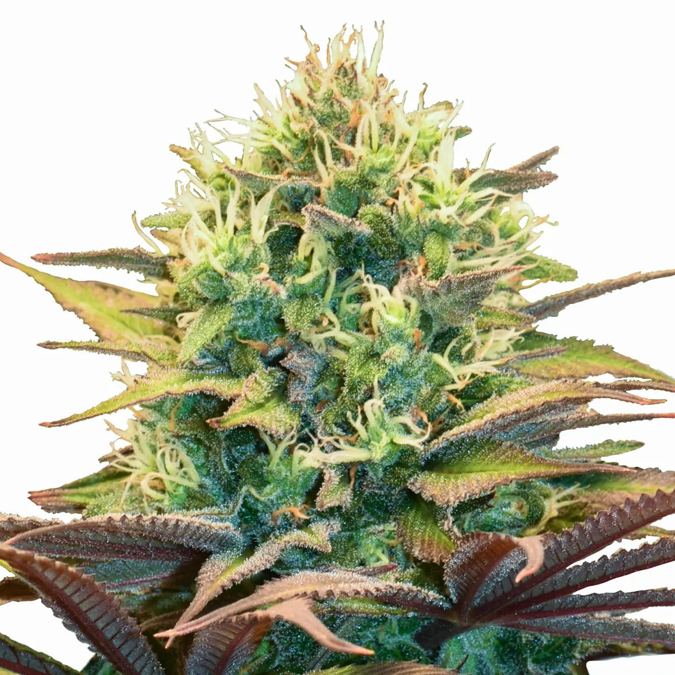 Pineapple Kush fem Cannabis-Pflanze mit harzigen Blüten vor neutralem Hintergrund – Royal Queen Seeds