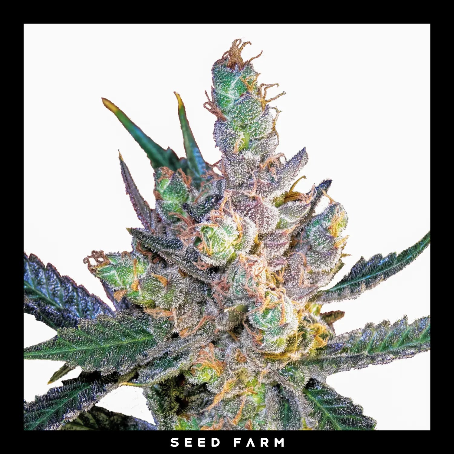 ROYAL CHEESE - Feminisierte Cannabis-Samen