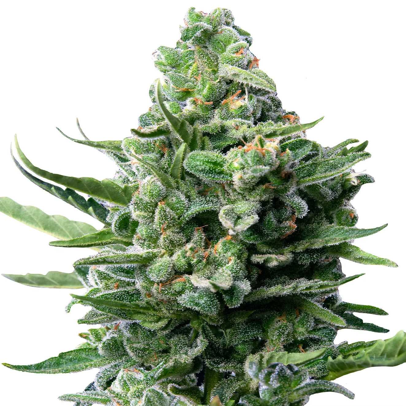 Royal Jack Automatic Auto Cannabis-Pflanze mit harzigen Blüten vor neutralem Hintergrund – Royal Queen Seeds