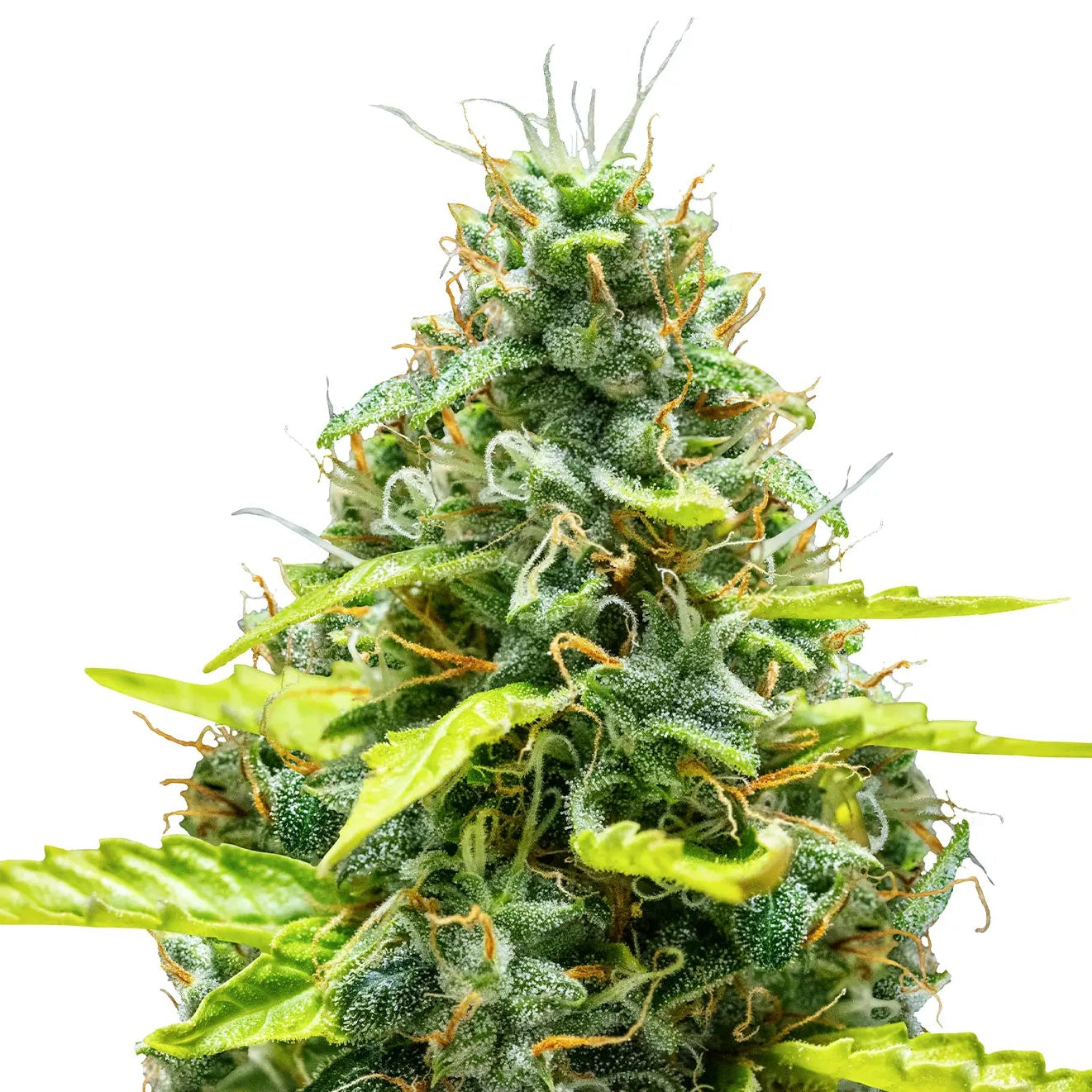 Royal Runtz Auto Cannabis-Pflanze mit harzigen Blüten vor neutralem Hintergrund – Royal Queen Seeds