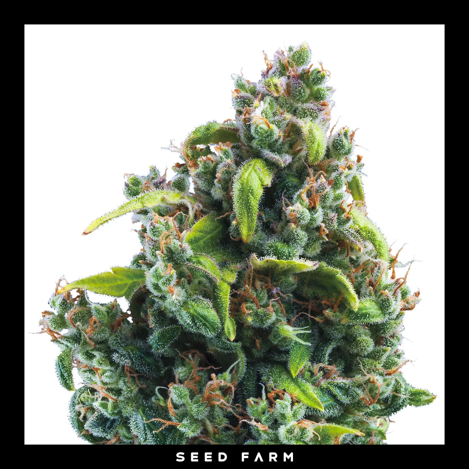 SOUR DIESEL - Feminisierte Cannabis-Samen