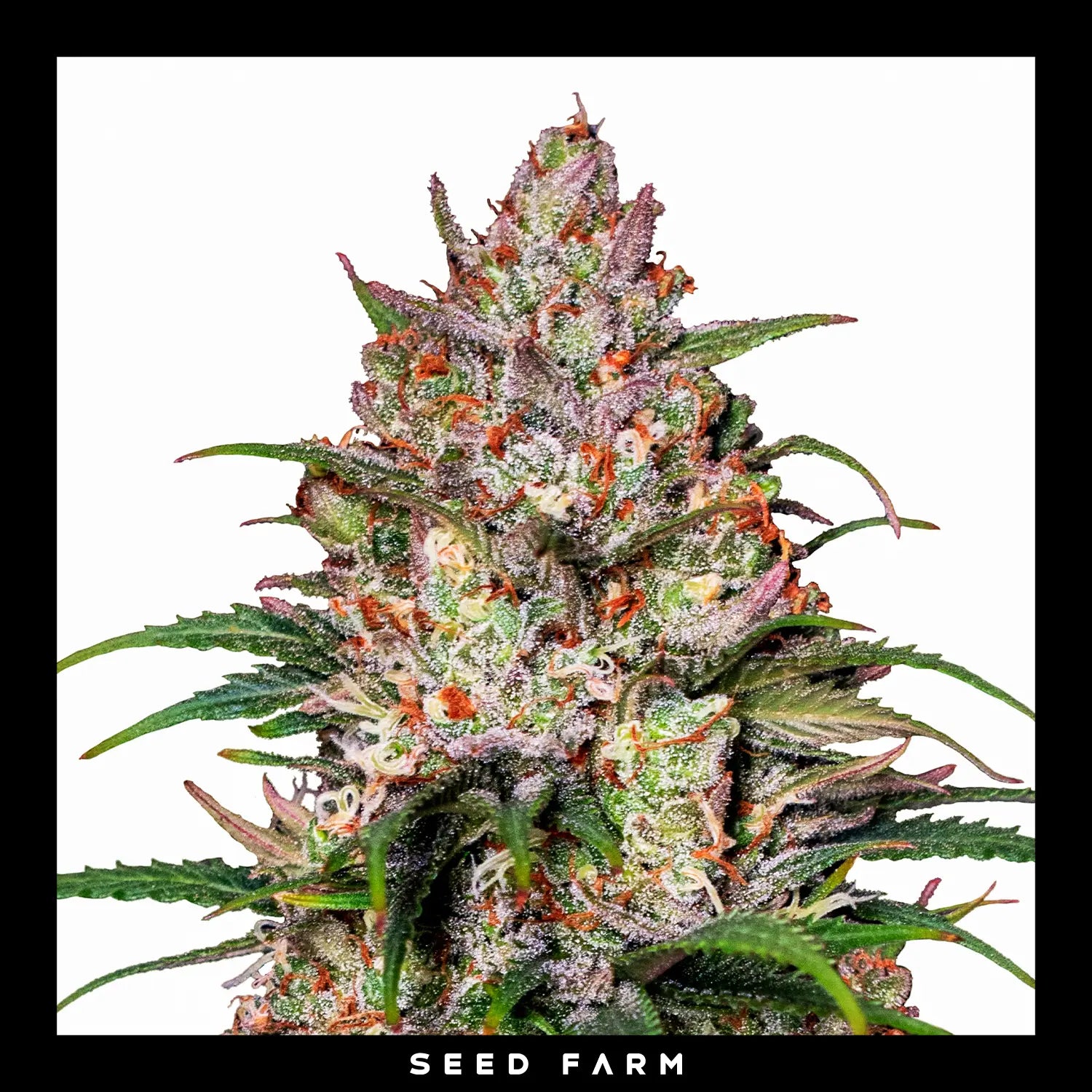 SWEET ZZ - Feminisierte Cannabis-Samen