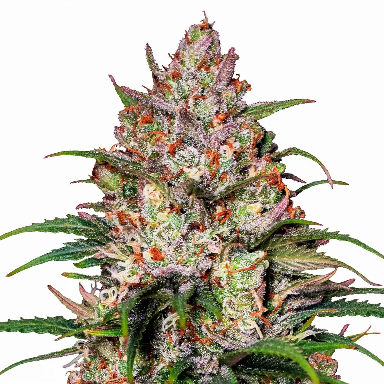 Sweet ZZ fem Cannabis-Pflanze mit harzigen Blüten vor neutralem Hintergrund – Royal Queen Seeds