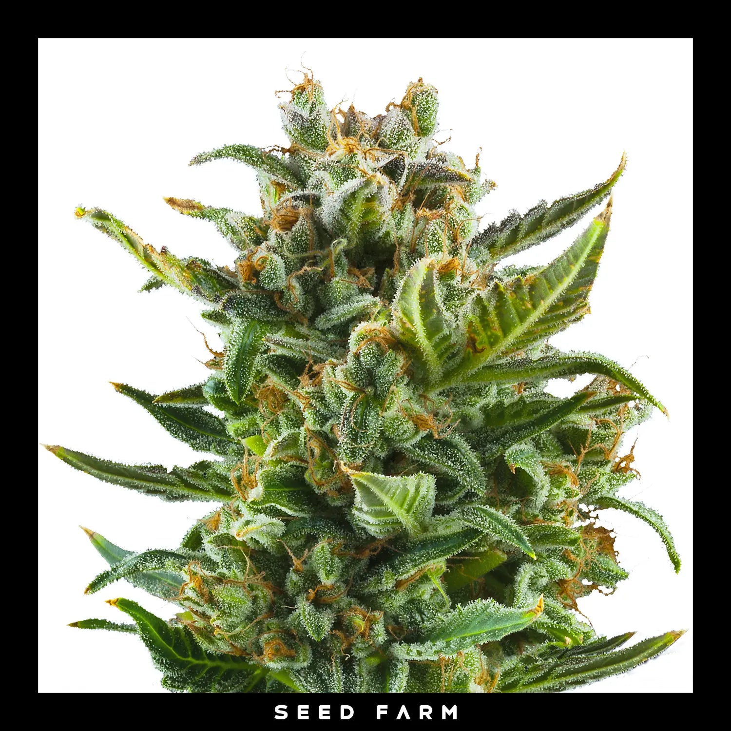 WHITE WIDOW - Autoflower Cannabis-Samen