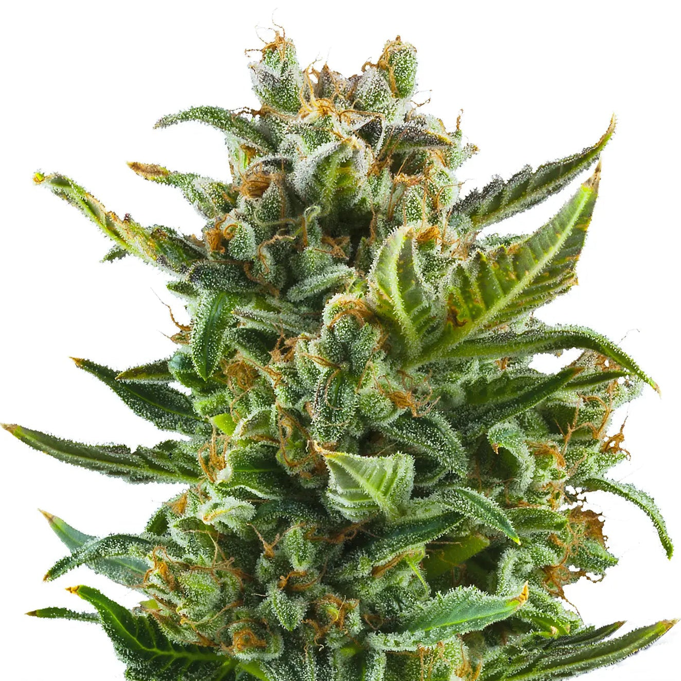 White Widow Auto Cannabis-Pflanze mit harzigen Blüten vor neutralem Hintergrund – Royal Queen Seeds