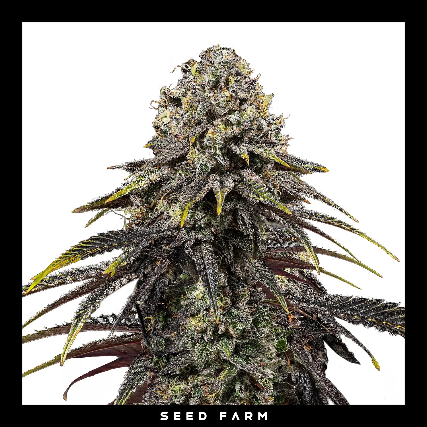 DYNAMITE DIESEL - Feminisierte Cannabis-Samen