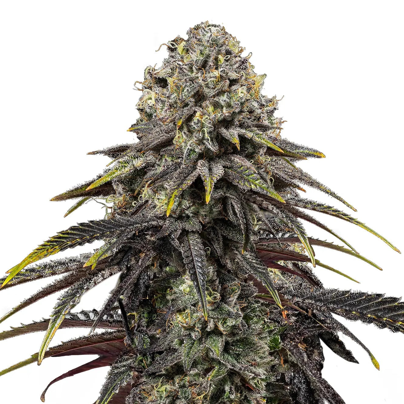 Dynamite Diesel fem Cannabis-Pflanze mit harzigen Blüten vor neutralem Hintergrund – Royal Queen Seeds