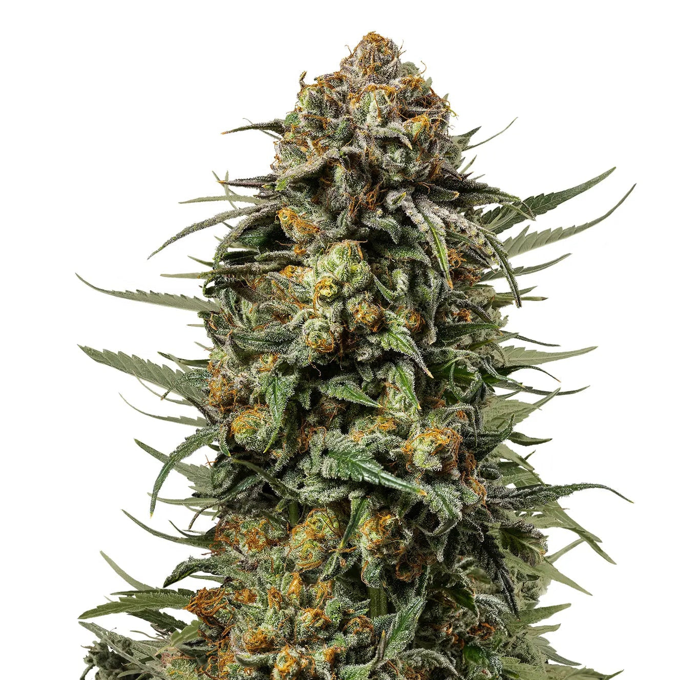 Gelato 44 fem Cannabis-Pflanze mit harzigen Blüten vor neutralem Hintergrund – Royal Queen Seeds