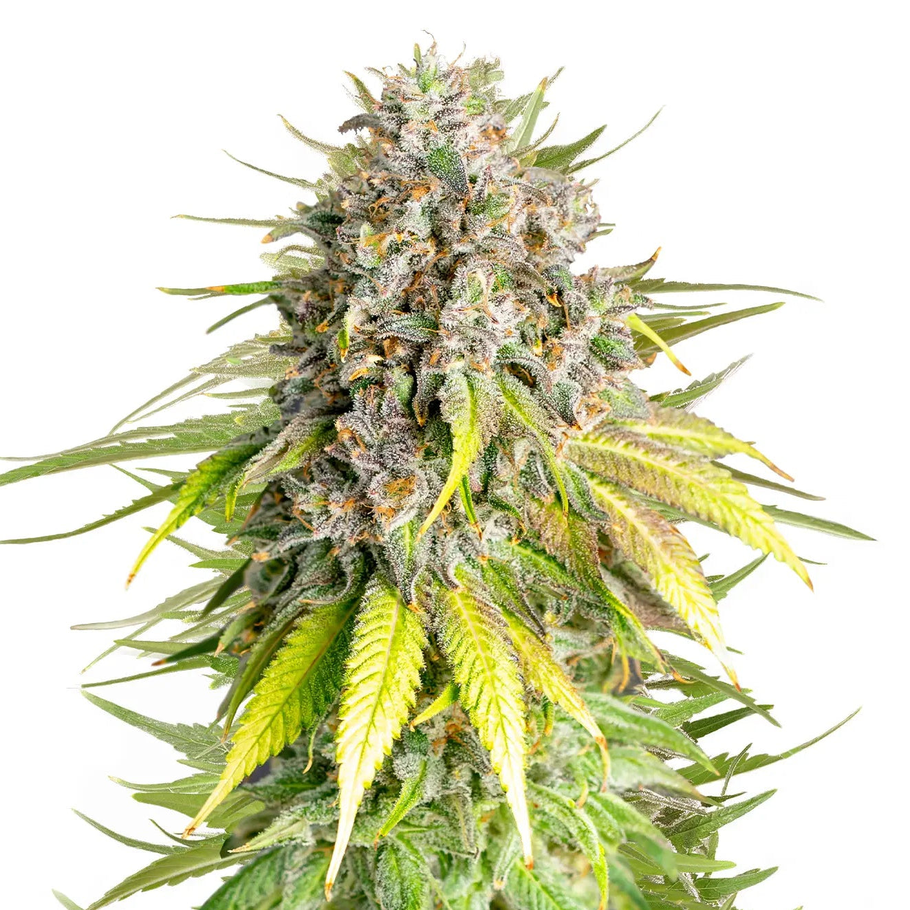 Punch Pie fem Cannabis-Pflanze mit harzigen Blüten vor neutralem Hintergrund – Royal Queen Seeds