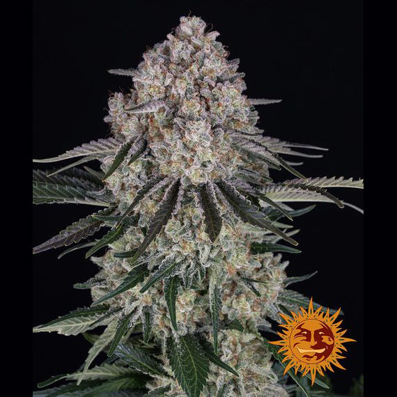 Barney's Farm - SOUR DIESEL - Feminsiert