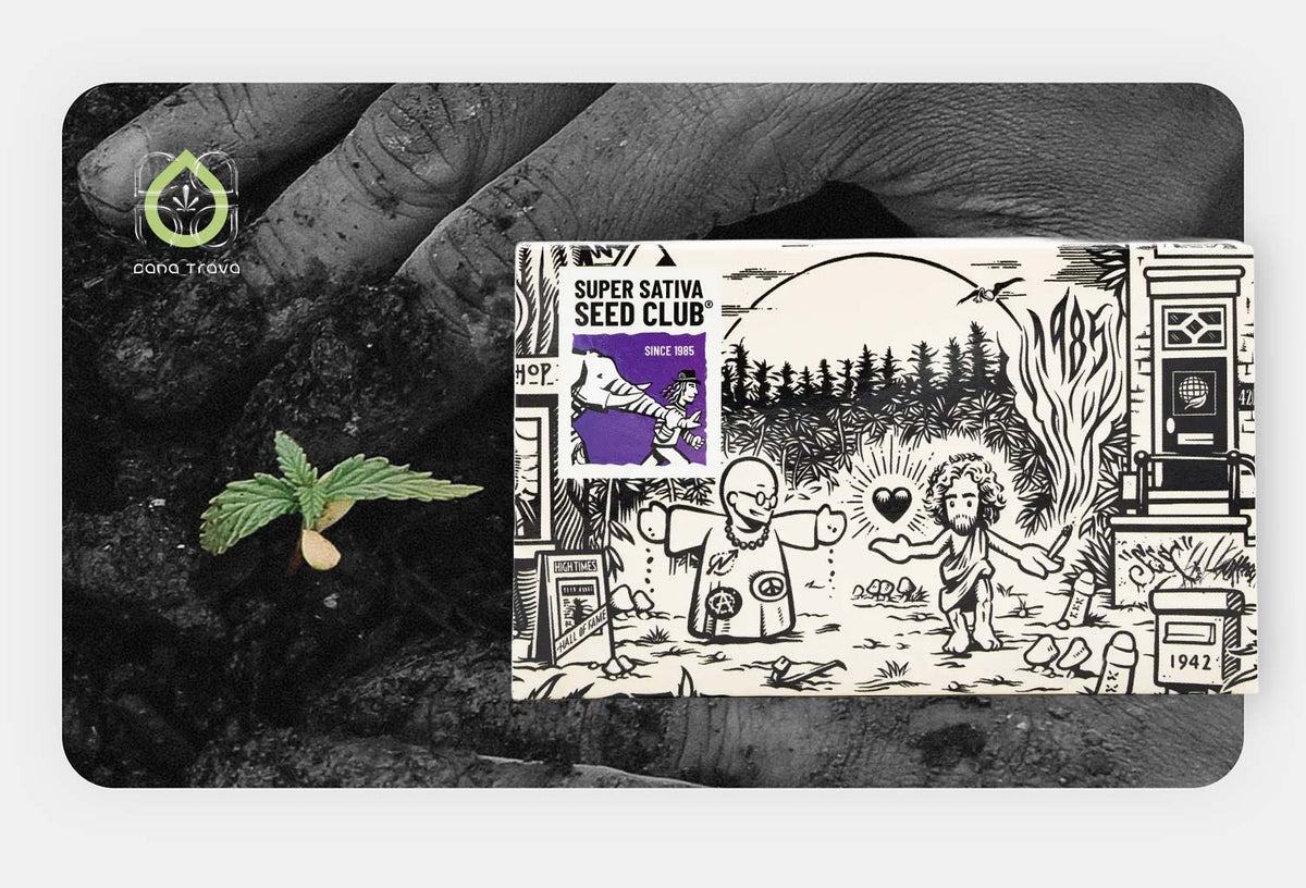Super Sativa Seed Club Samenverpackung vor keimendem Cannabissamen in Erde