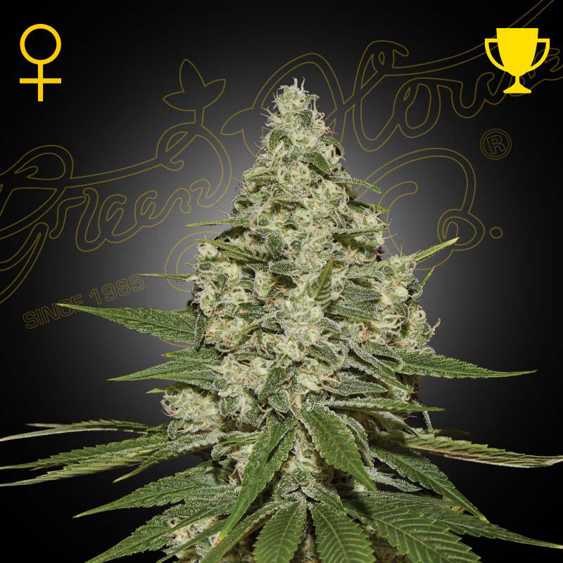 SUPER LEMON HAZE - Feminisierte Cannabis-Samen