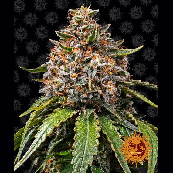 White Widow XXL feminisierte Cannabis-Pflanze mit harzigen Blüten vor schwarzem Hintergrund mit Markenmuster – Barney's Farm