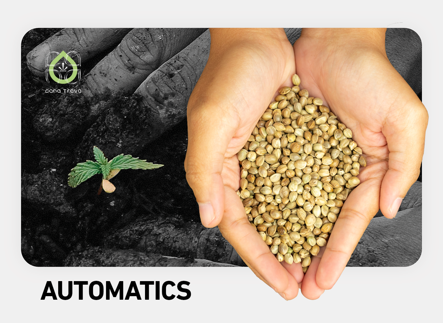 Automatics Seeds kaufen: Auswahl und Marken