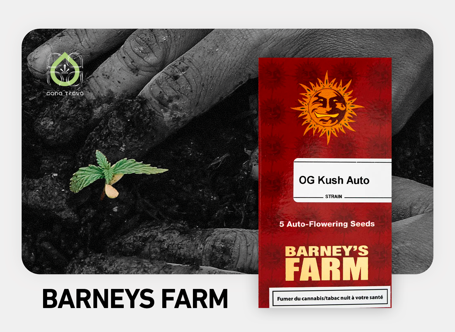Barneys Farm Cannabissamen kaufen | Klassiker und Auswahl