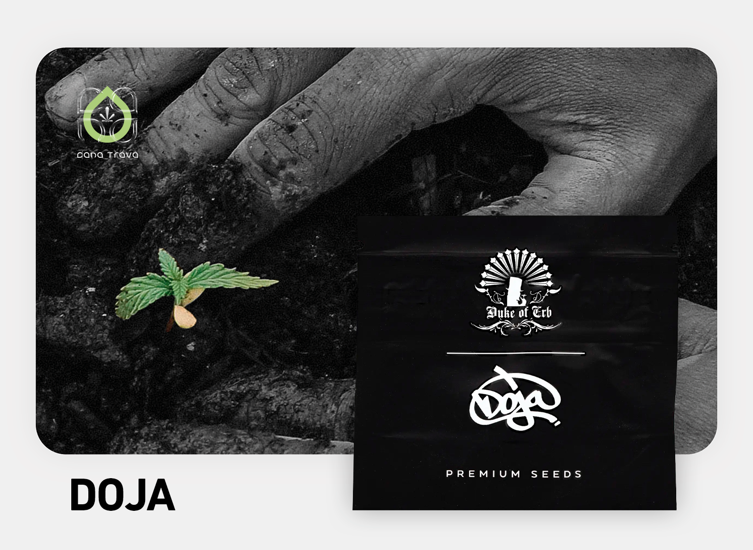 Doja Cannabissamen kaufen | Sorten und Marken Auswahl