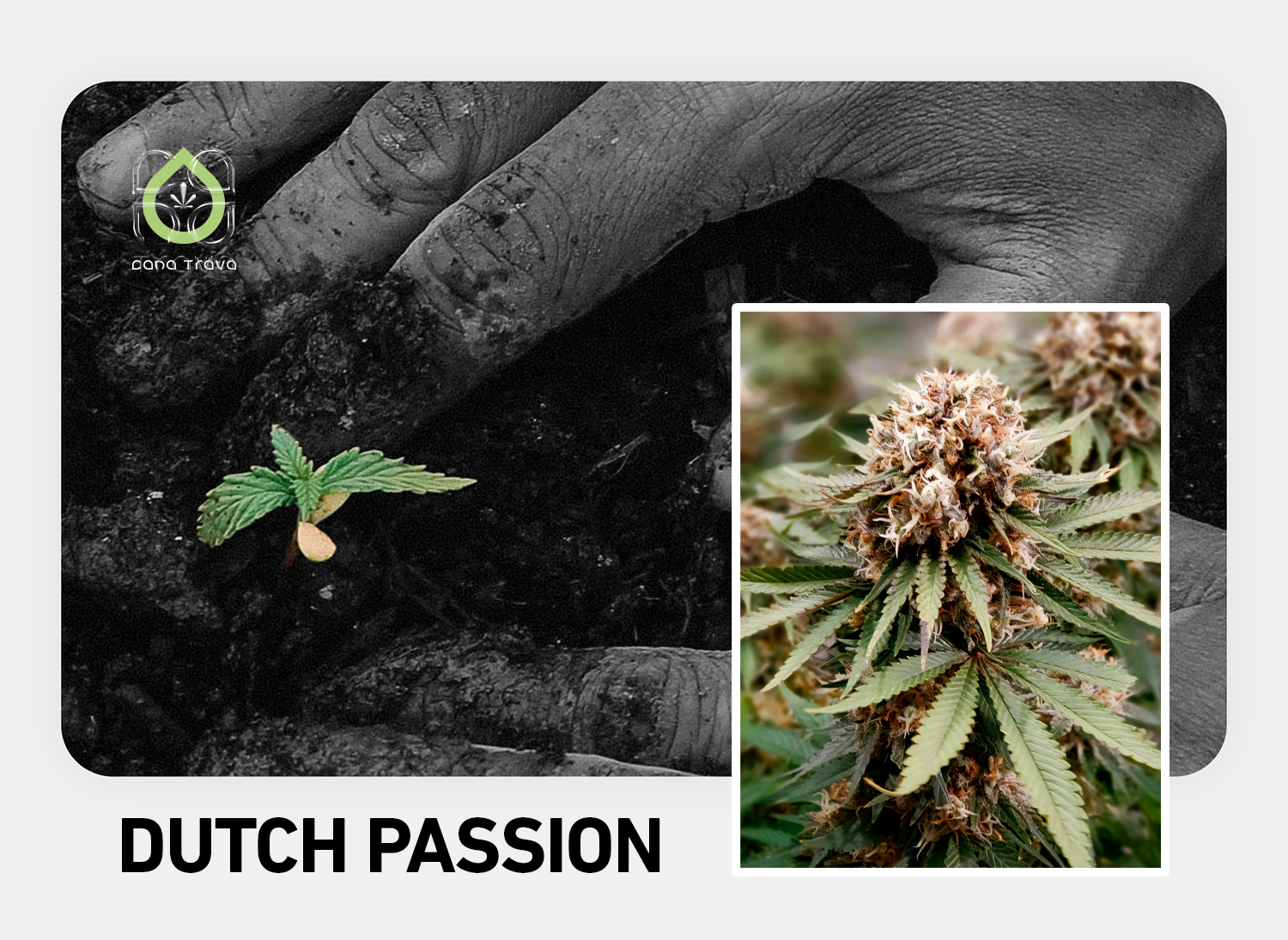 Dutch Passion Cannabissamen kaufen | Sorten und Auswahl