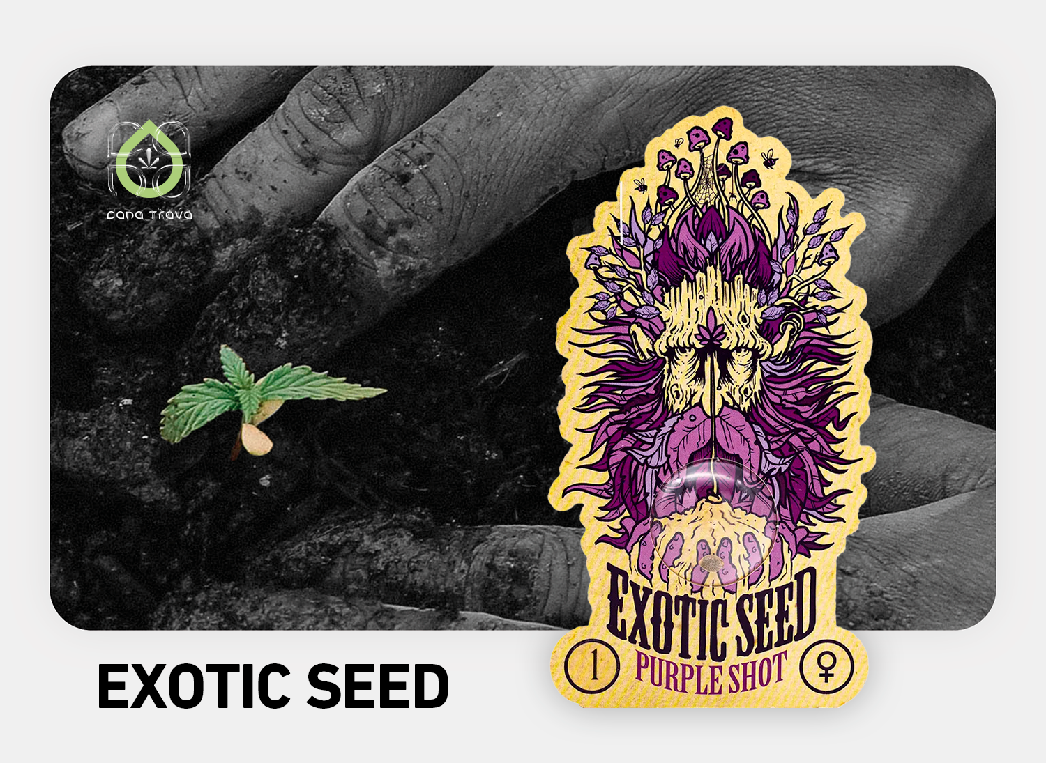 Exotic Seed Cannabissamen kaufen | Sorten und Marken Auswahl