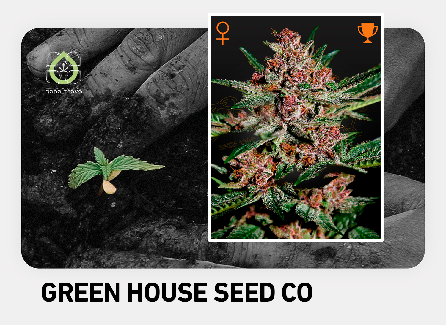 Green House Seed Co Cannabissamen kaufen | Sorten Auswahl