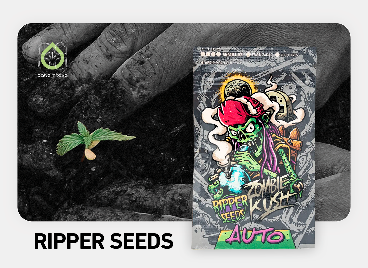 Ripper Seeds Cannabissamen kaufen | Sorten und Marken Auswahl