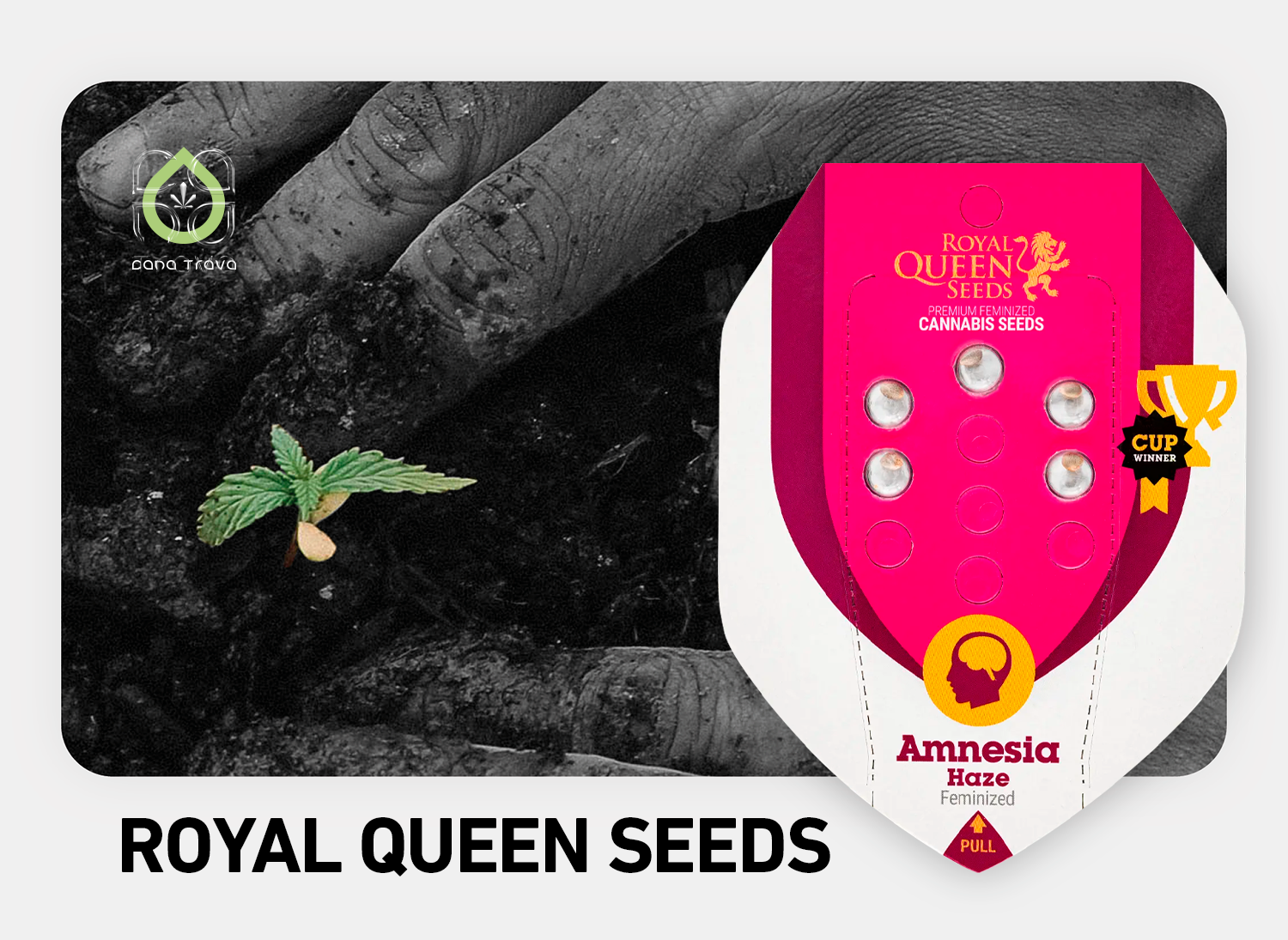 Royal Queen Seeds Cannabissamen kaufen | Sorten und Auswahl