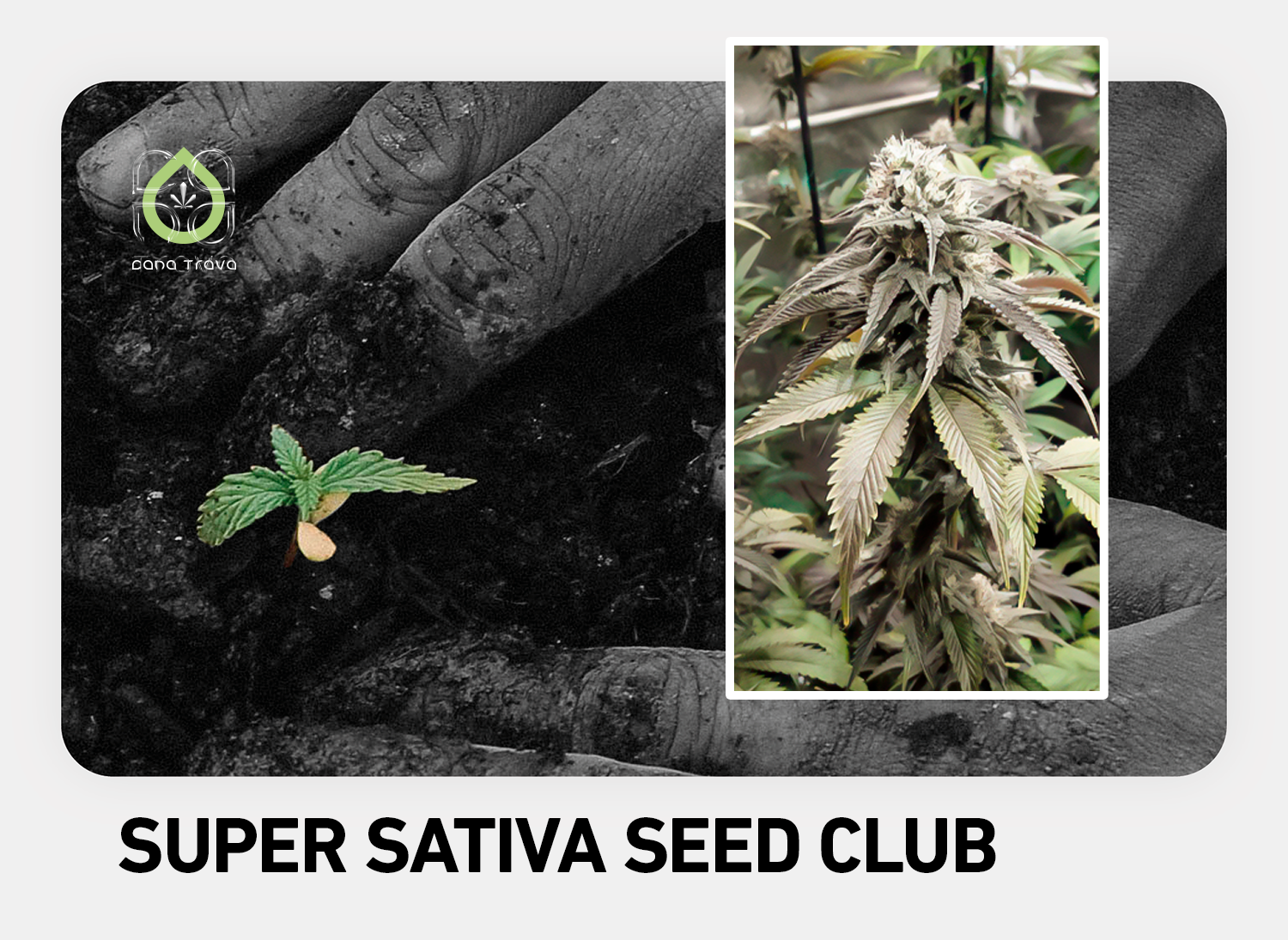 Super Sativa Seed Club Cannabissamen kaufen | Sorten Auswahl