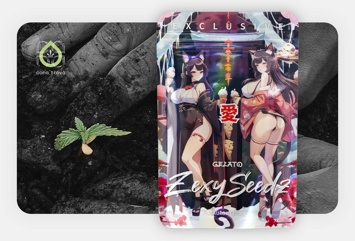 Zexy Seedz Gelato Automatik Samenverpackung vor keimendem Cannabissamen in Erde
