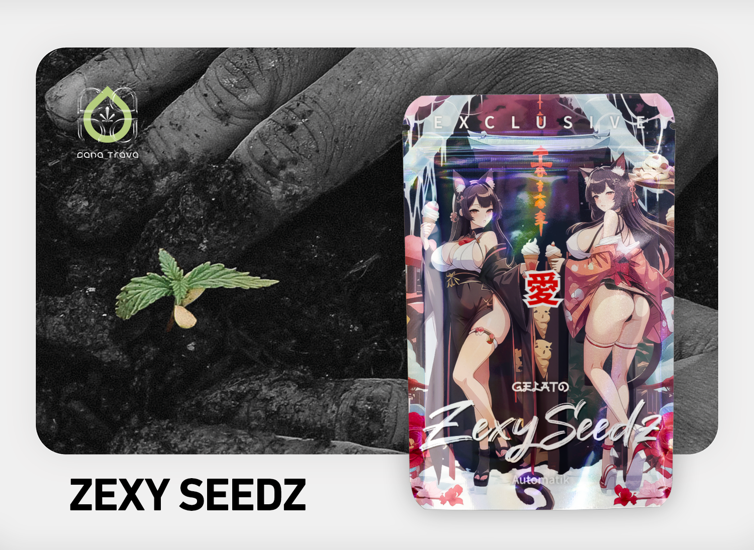 Zexy Seedz Cannabissamen kaufen | Sorten und Auswahl