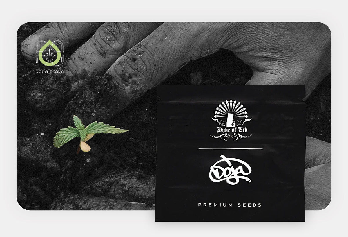 DOJA Duke of Erb Premium Seeds Verpackung vor keimendem Cannabissamen in Erde