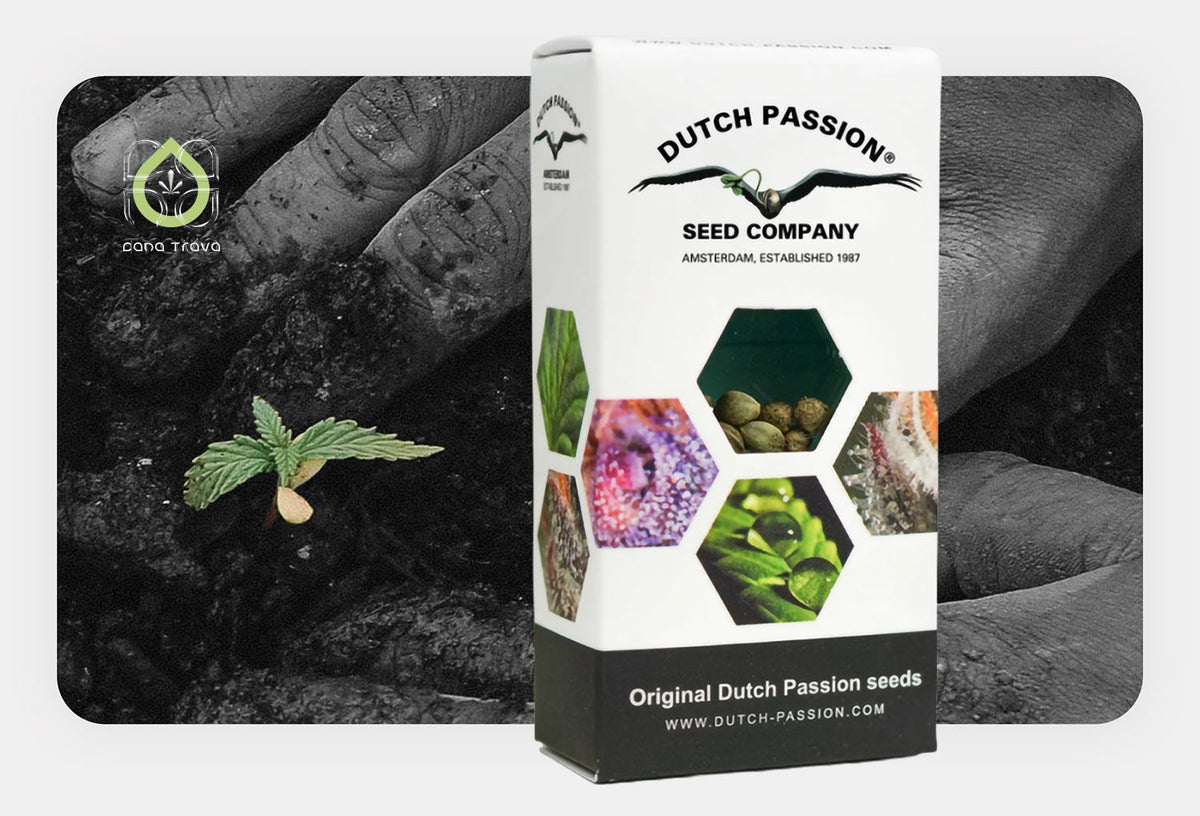 Dutch Passion Samenverpackung vor keimendem Cannabissamen in Erde