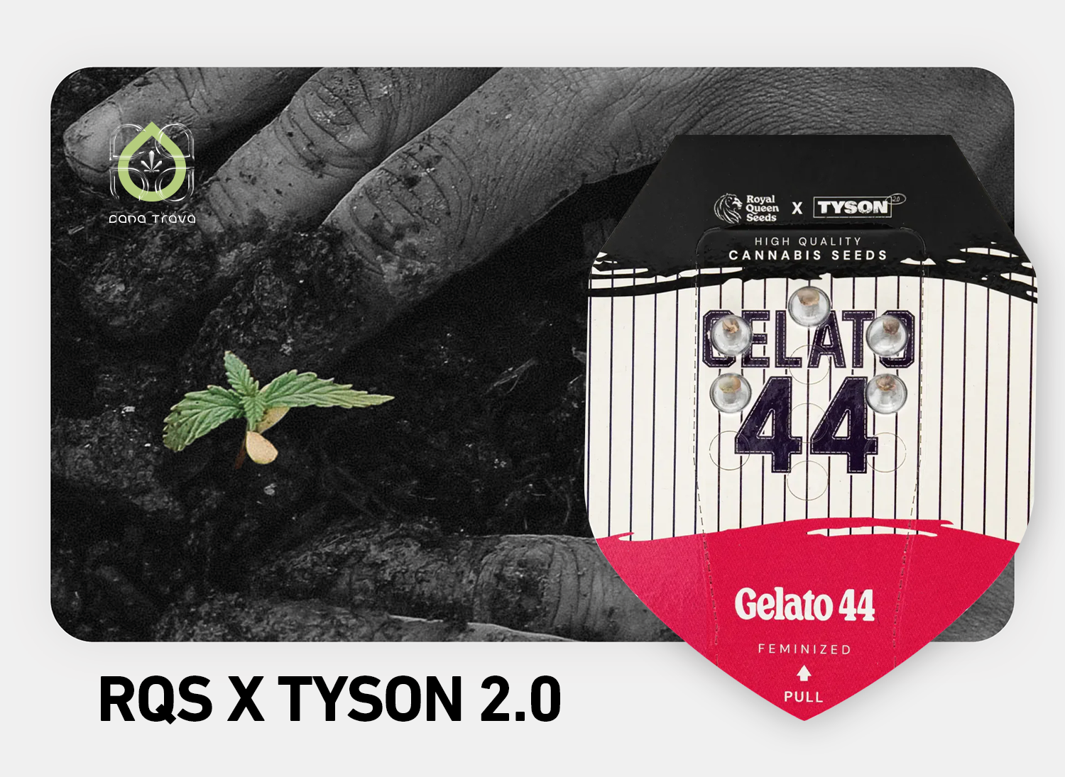 RQS x Tyson 2.0 Cannabissamen kaufen | Sorten und Auswahl