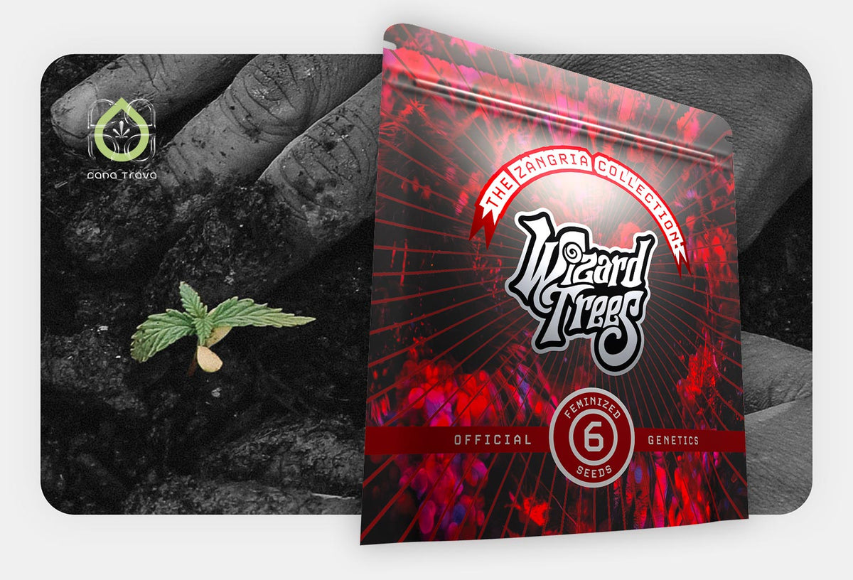 Wizard Trees Samenverpackung vor keimendem Cannabissamen in Erde