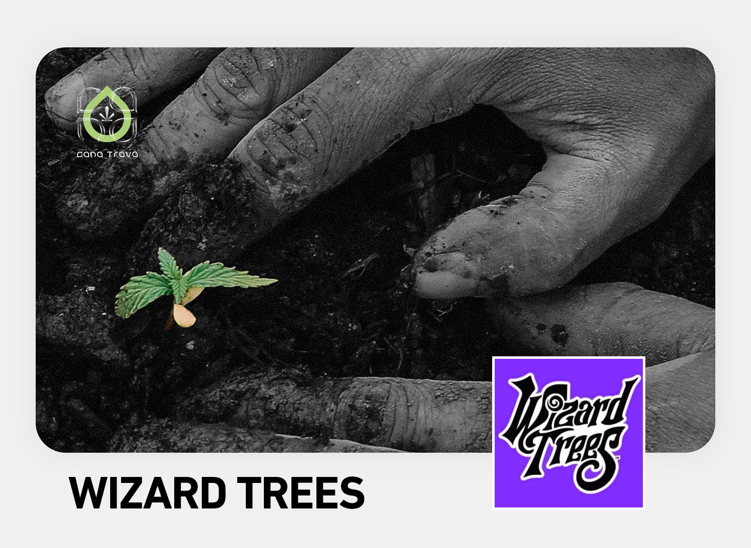 Wizard Trees Cannabissamen kaufen | Auswahl und Sorten