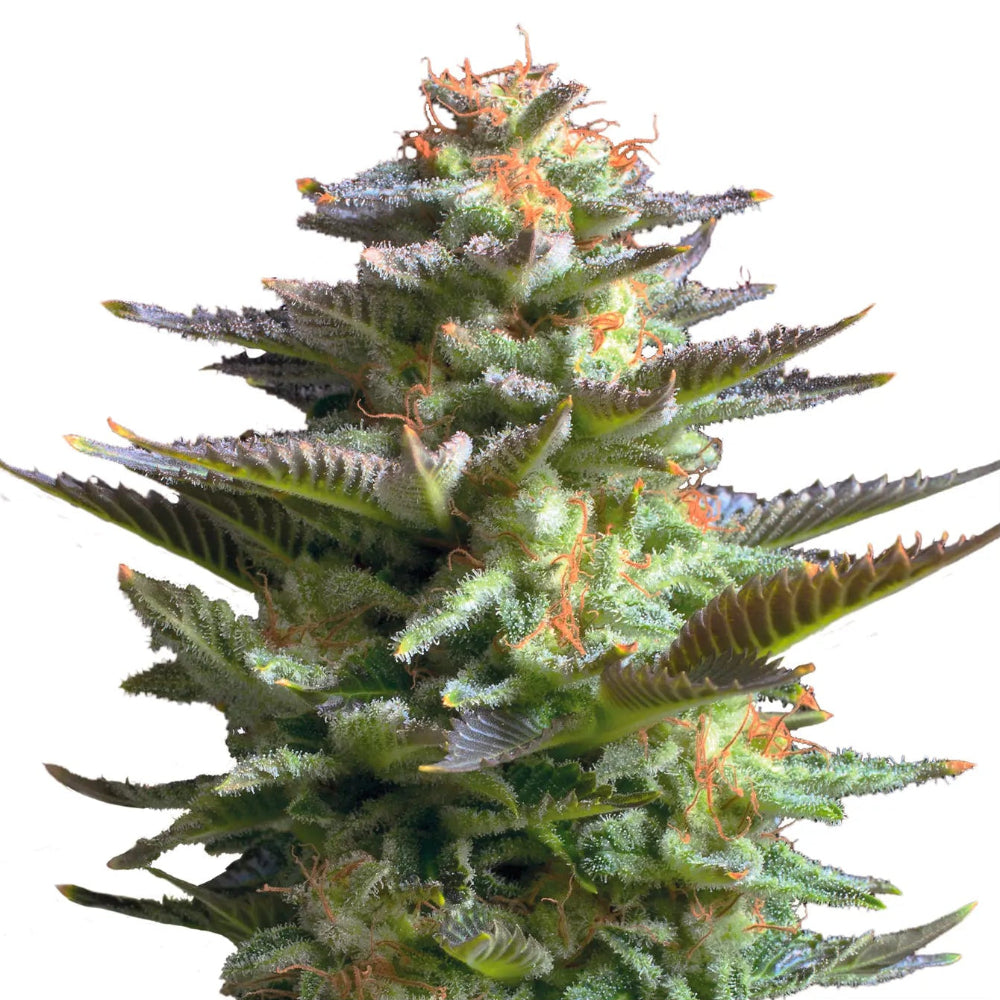 Amnesia Haze fem Cannabis-Pflanze mit harzigen Blüten vor neutralem Hintergrund – Royal Queen Seeds
